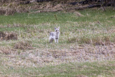 Coyote Yellowstone May 2025